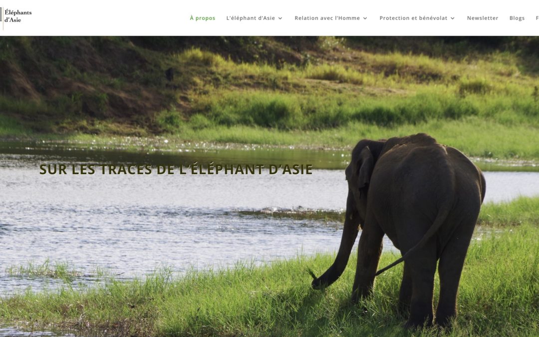 Marketing digital : Site WordPress elephantsdasie.ch