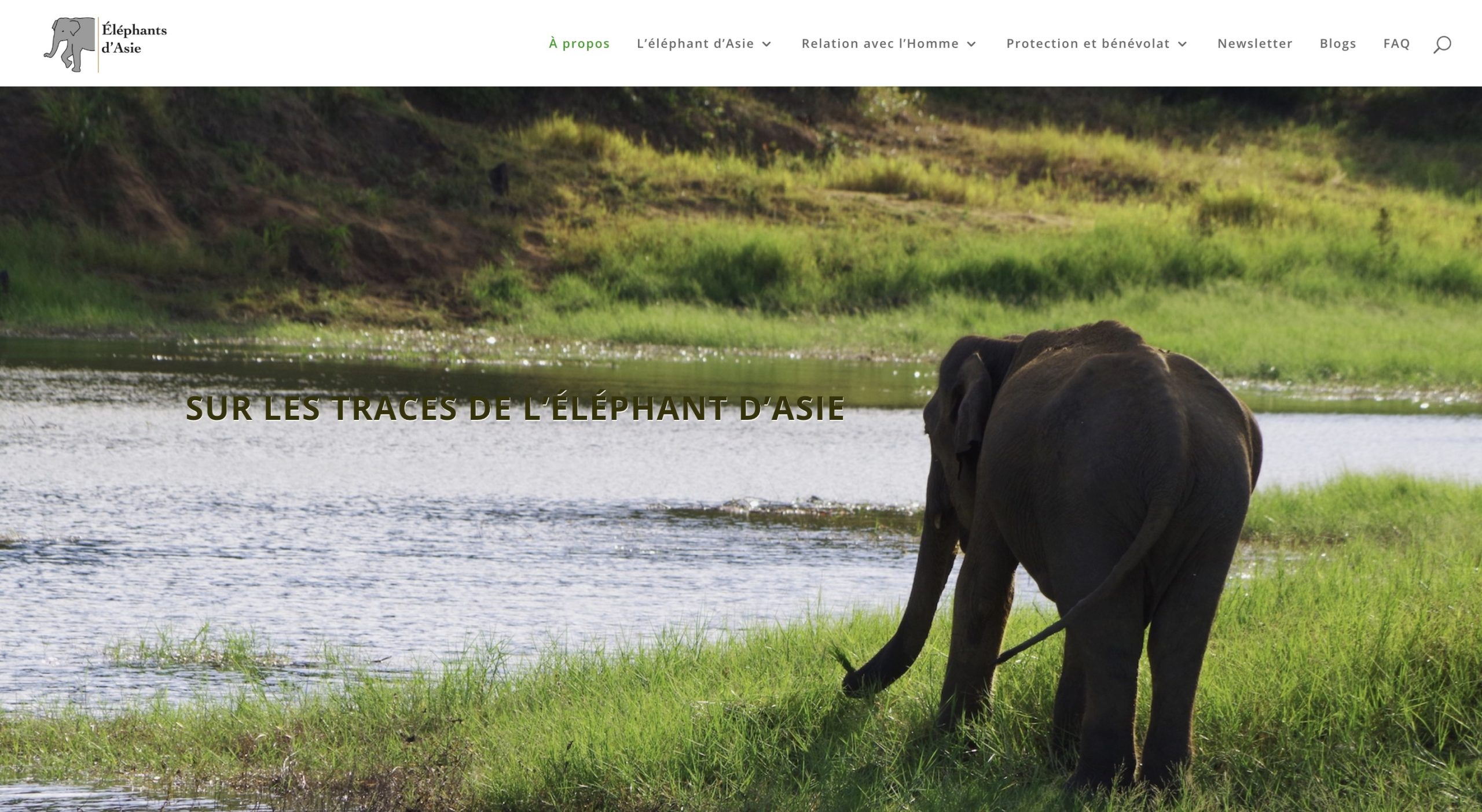 Capture d'écran du site elephantsdasie.ch